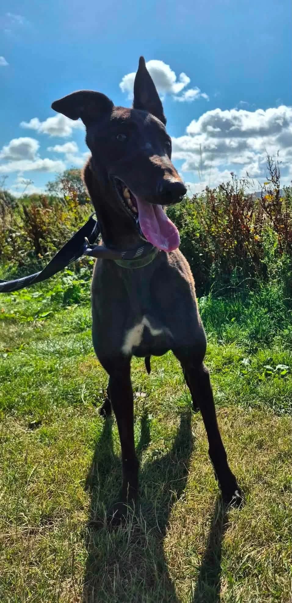 Lincoln, male Greyhound for adoption at Maxi