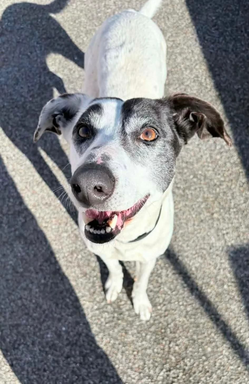 Lola, female Lurcher for adoption at Maxi