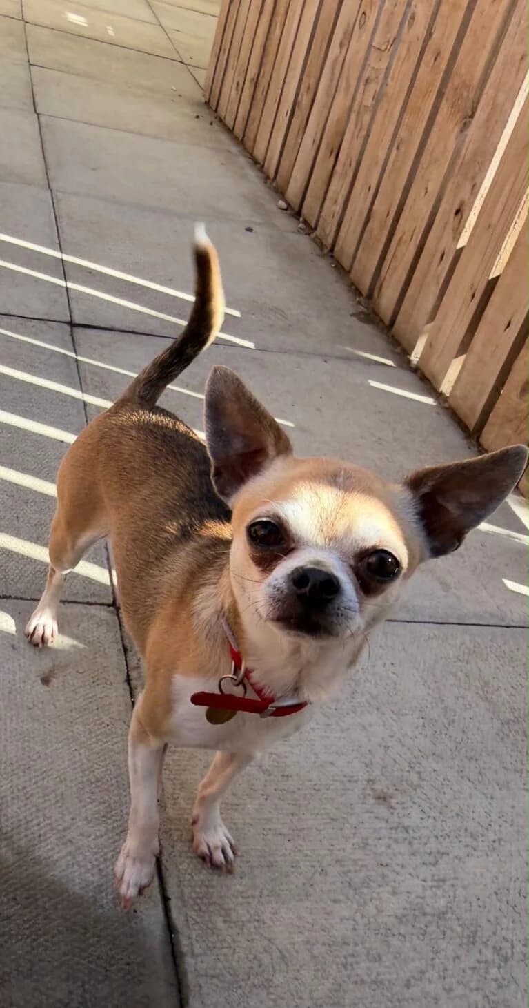 Minky, male Mixed Breed for adoption at Mayflower Sanctuary