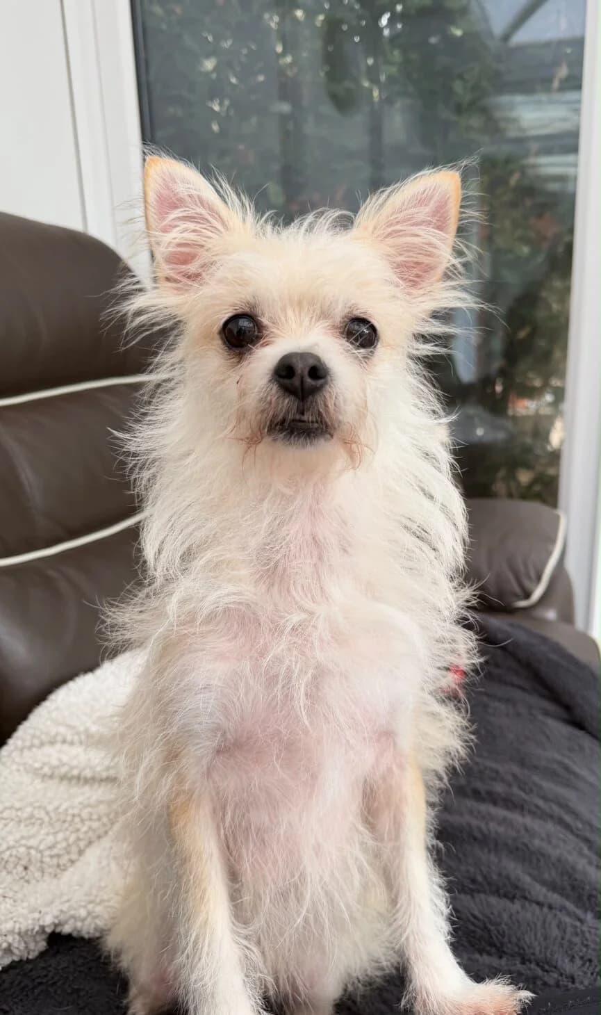 Wilma, female 7yo Mixed Breed for adoption at Mayflower Sanctuary