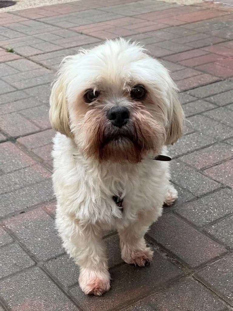 Wicket, male 5yo Mixed Breed for adoption at Mayflower Sanctuary