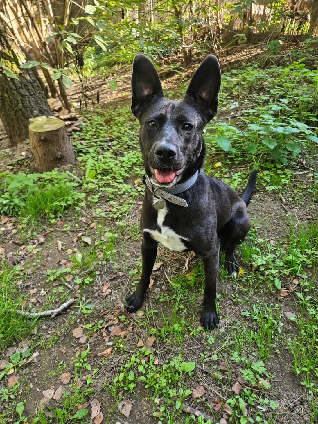 Holly, female young Mixed Breed for adoption at Mayflower Sanctuary