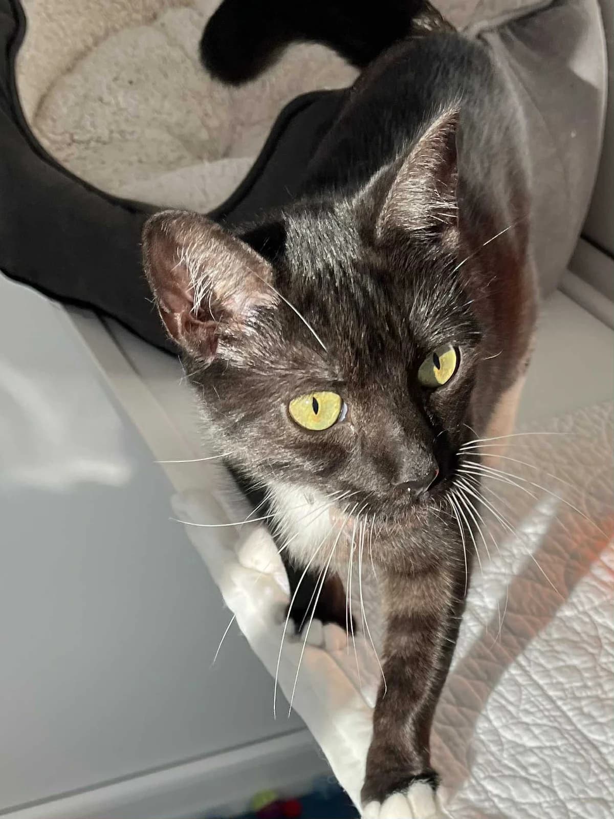 Meg, female 3yo Mixed Breed for adoption at Mayflower Sanctuary