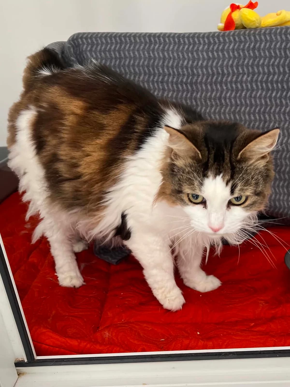 Thor, female 7yo Mixed Breed for adoption at Mayflower Sanctuary