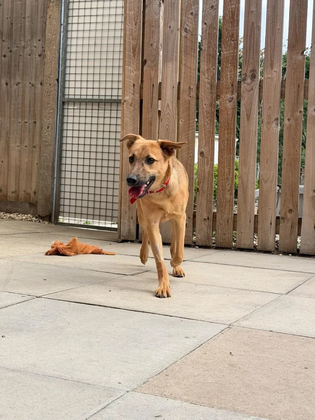 Suri, female puppy Mixed Breed for adoption at Mayflower Sanctuary