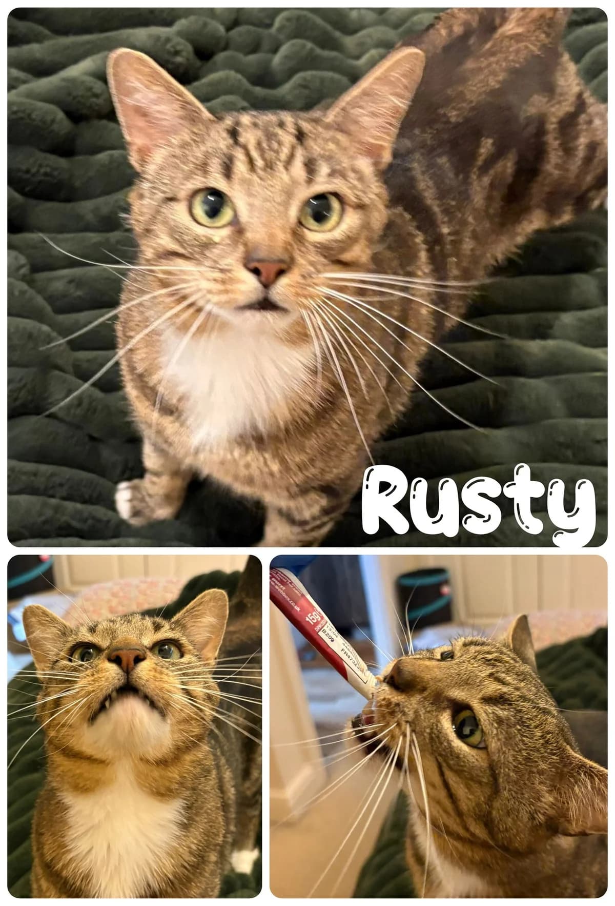 Toby, male 5yo Mixed Breed for adoption at Meow and Furever Cat Rescue