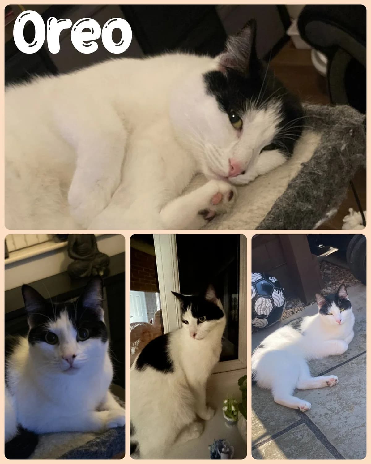 Rusty, male young Mixed Breed for adoption at Meow and Furever Cat Rescue
