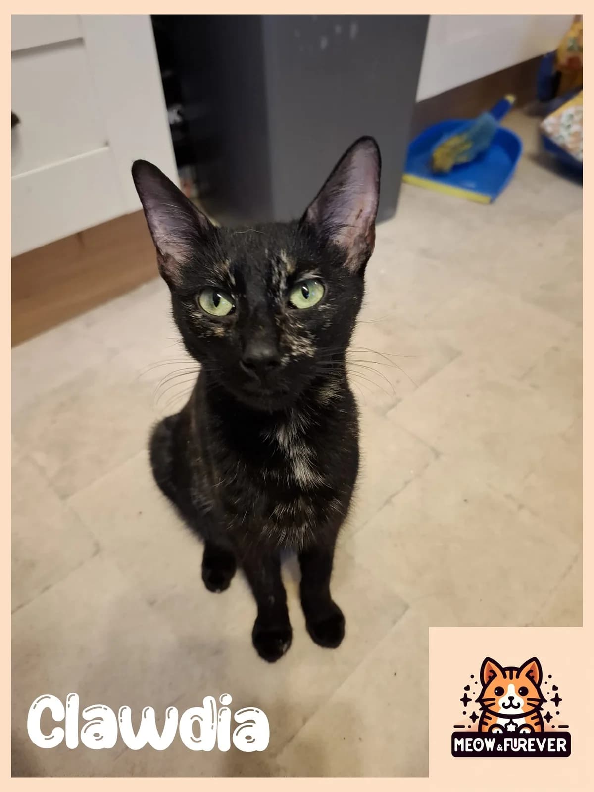 Toby, male 5yo Mixed Breed for adoption at Meow and Furever Cat Rescue