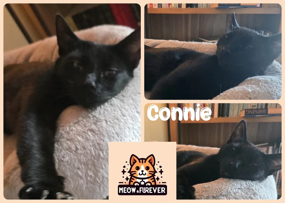 Elsie, female 6yo Mixed Breed for adoption at Meow and Furever Cat Rescue