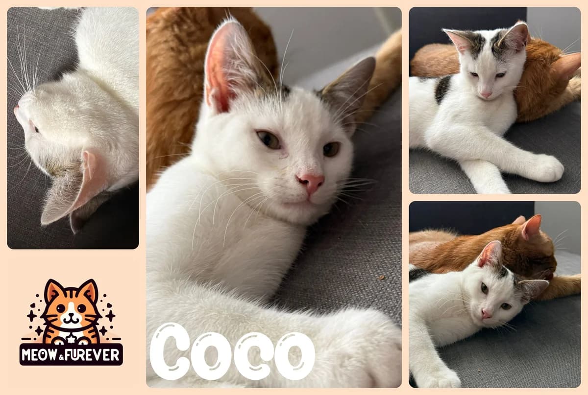 Toby, male 5yo Mixed Breed for adoption at Meow and Furever Cat Rescue