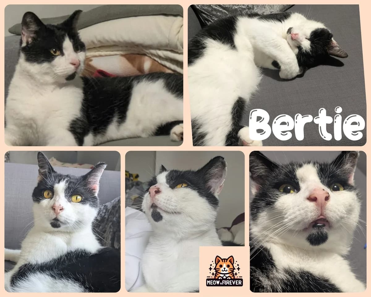 Ebony, male young Mixed Breed for adoption at Meow and Furever Cat Rescue