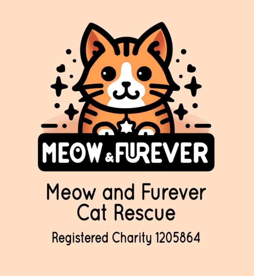 Diamond, male Mixed Breed for adoption at Meow and Furever Cat Rescue