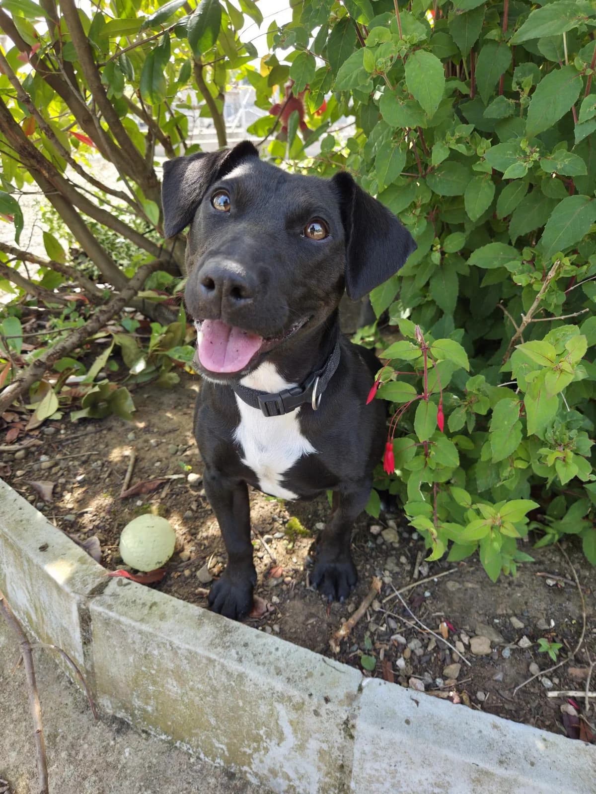 Papi, Mixed Breed for adoption at Mid Antrim Animal Sanctuary, Belfast