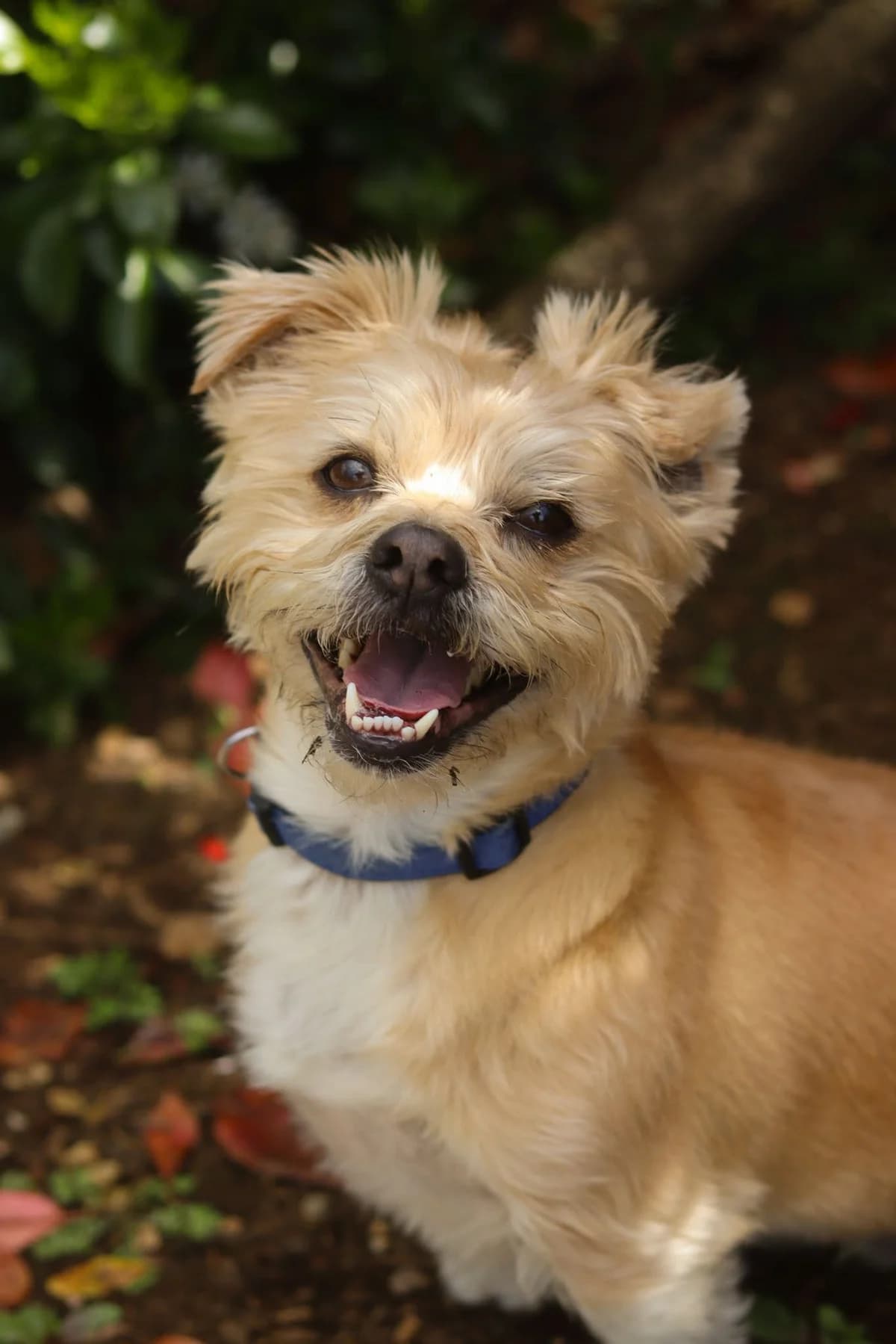 Freddie, male young Mixed Breed for adoption at Mid Antrim Animal Sanctuary, Belfast