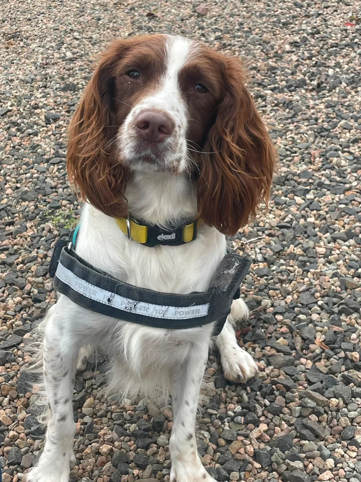 Bailey, female 3yo Mixed Breed for adoption at Mid Antrim Animal Sanctuary, Belfast