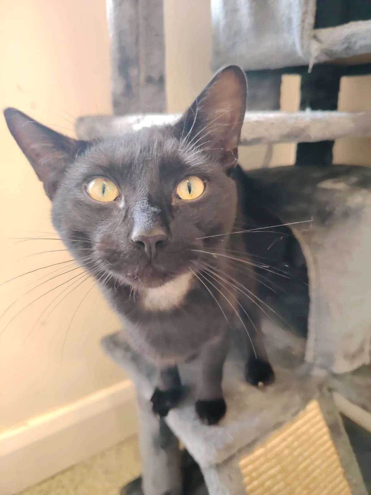 Sabbath, young Mixed Breed for adoption at Mid Antrim Animal Sanctuary, Belfast