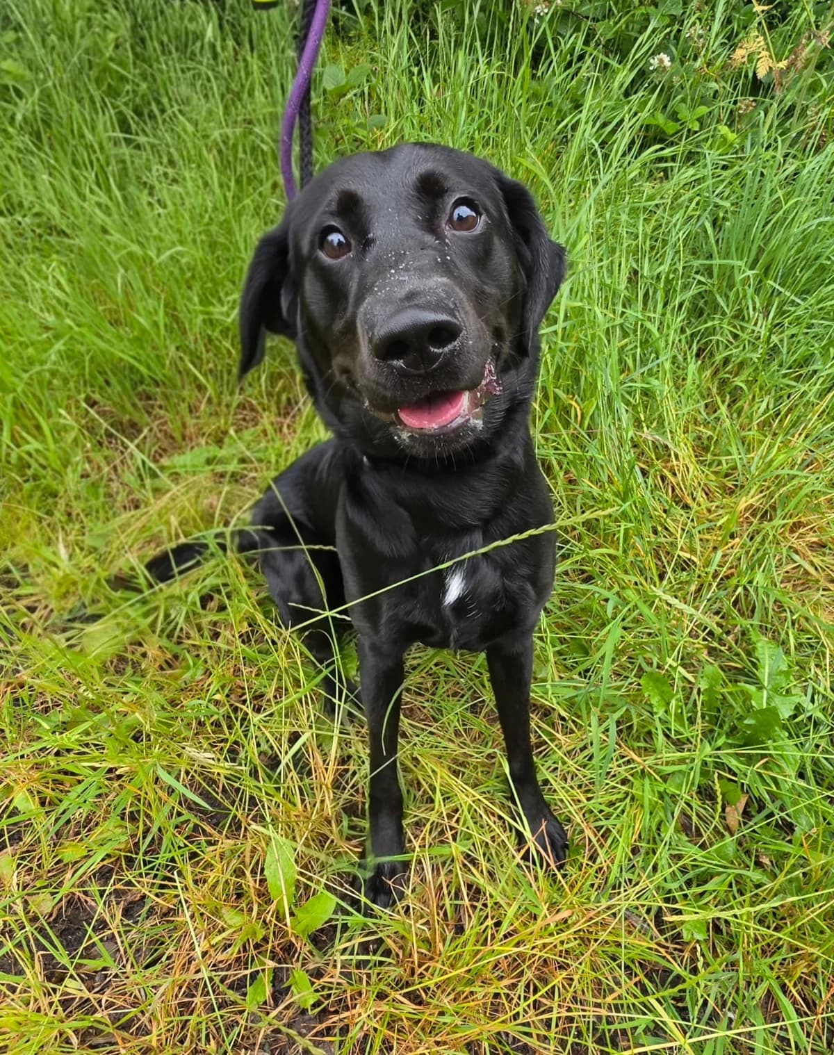 Oreo, male puppy Mixed Breed for adoption at Mid Antrim Animal Sanctuary, Belfast