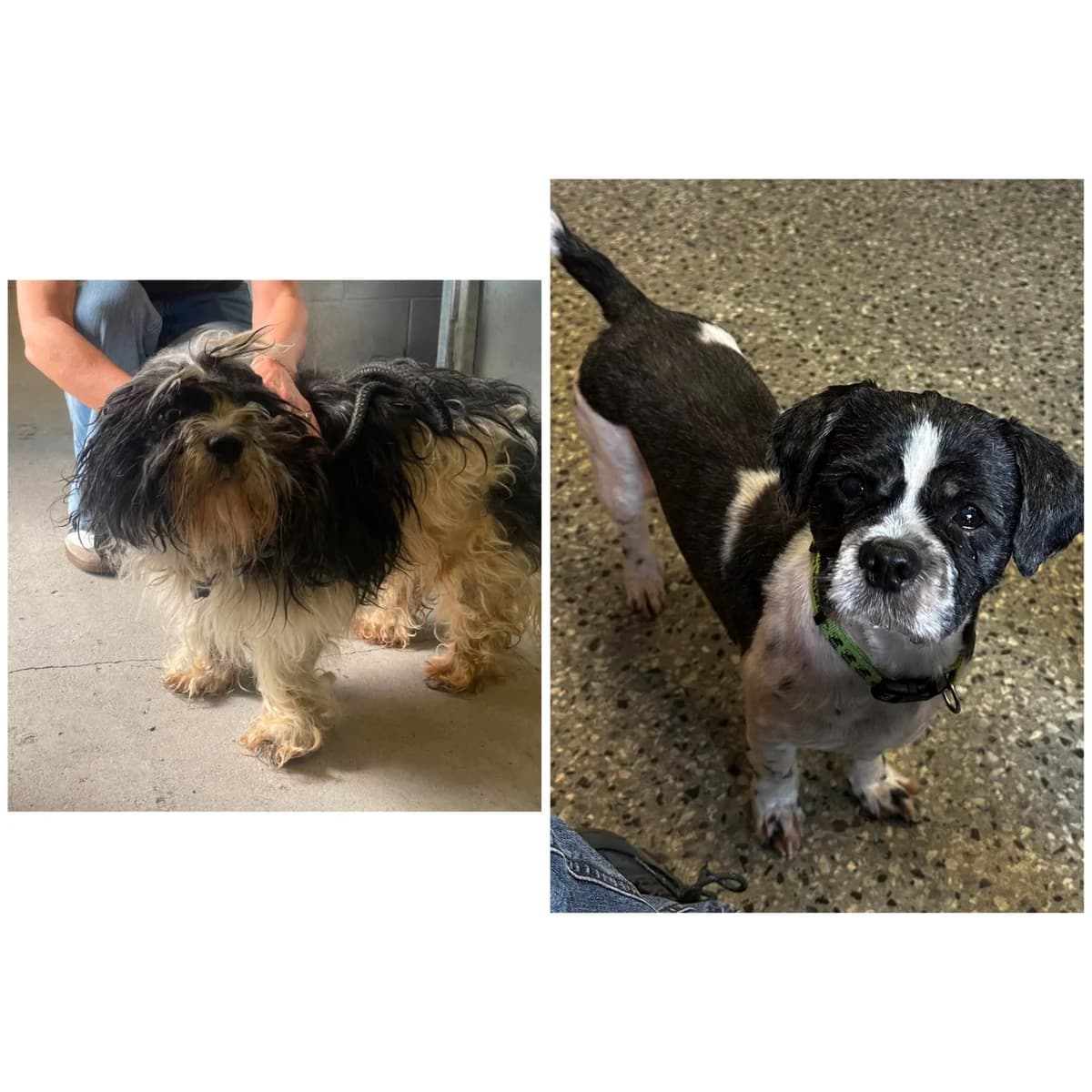 Teddy 2, senior Mixed Breed for adoption at Mid Antrim Animal Sanctuary, Belfast