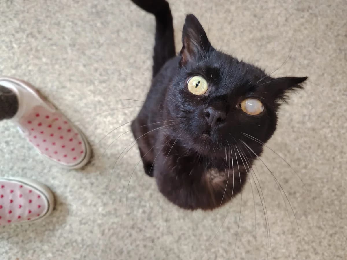 Odin, 5yo Mixed Breed for adoption at Mid Antrim Animal Sanctuary, Belfast
