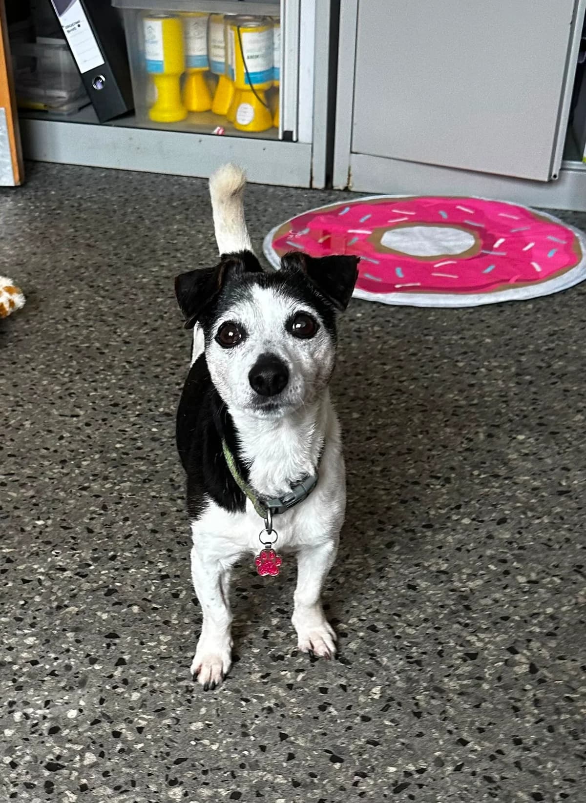 Trixie, female senior mixed breed for adoption at Mid Antrim Animal Sanctuary, Belfast