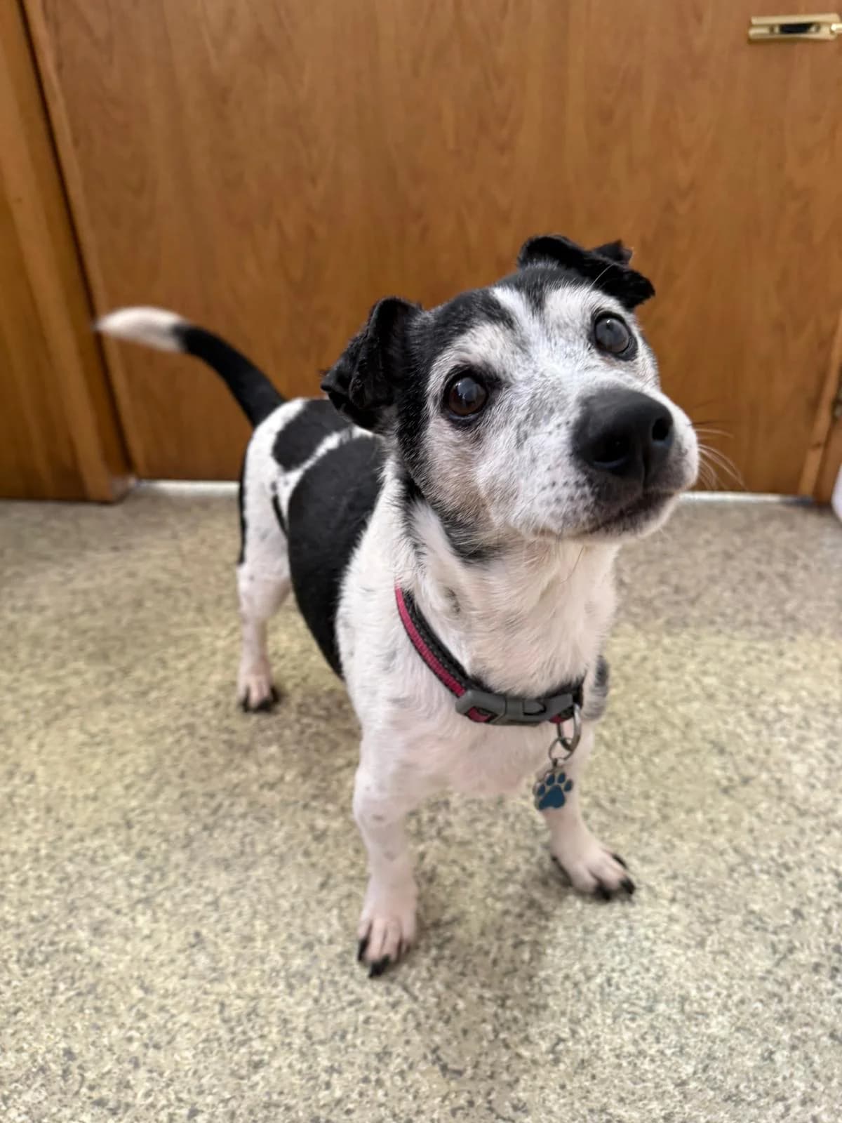 Guinness, male senior mixed breed for adoption at Mid Antrim Animal Sanctuary, Belfast