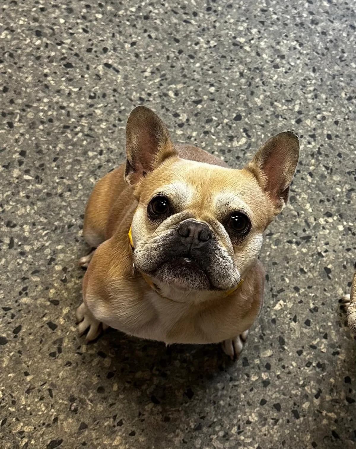 Toffe, female 3yo Mixed Breed for adoption at Mid Antrim Animal Sanctuary, Belfast