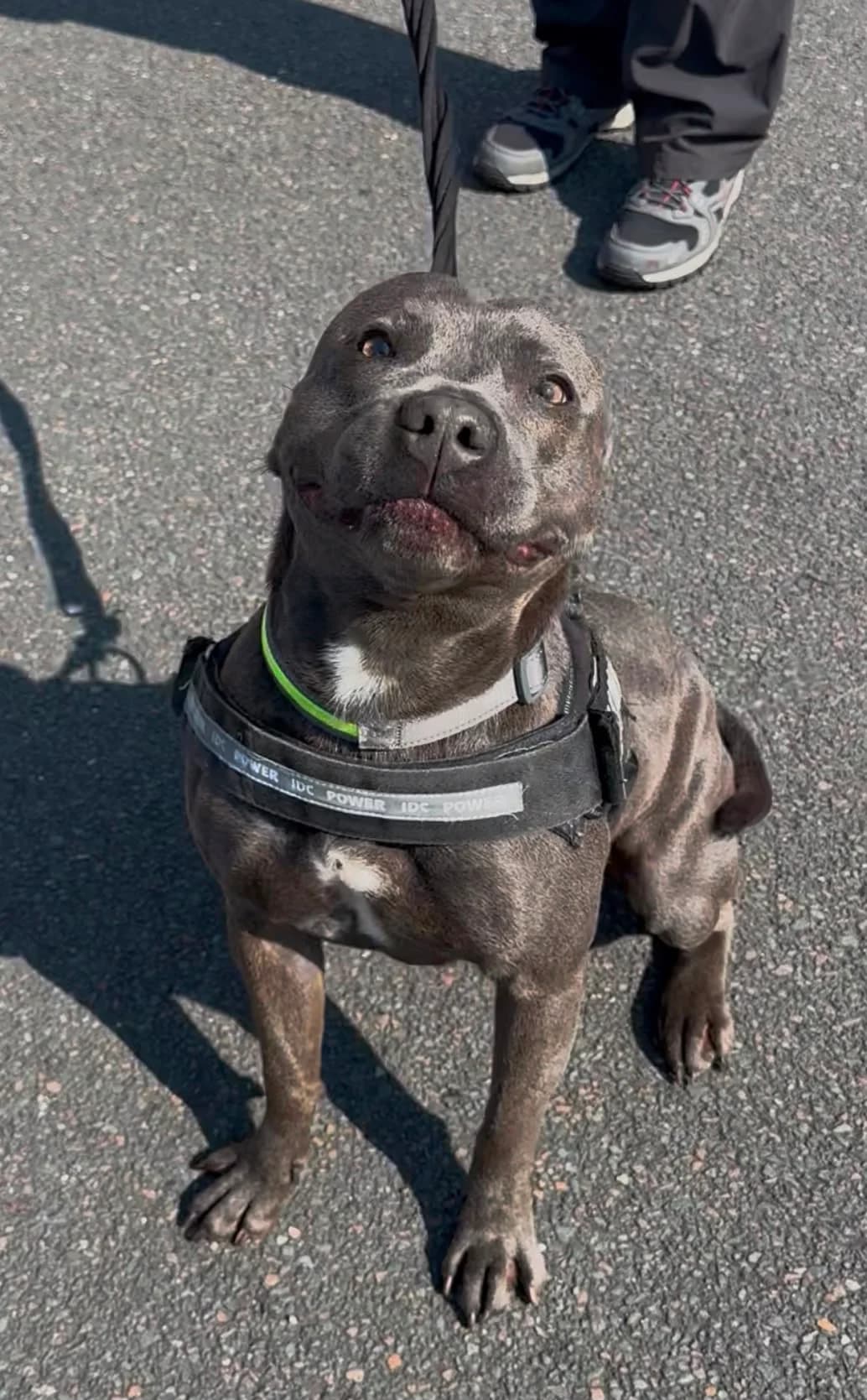 Dexter, male 5yo Mixed Breed for adoption at Mid Antrim Animal Sanctuary, Belfast