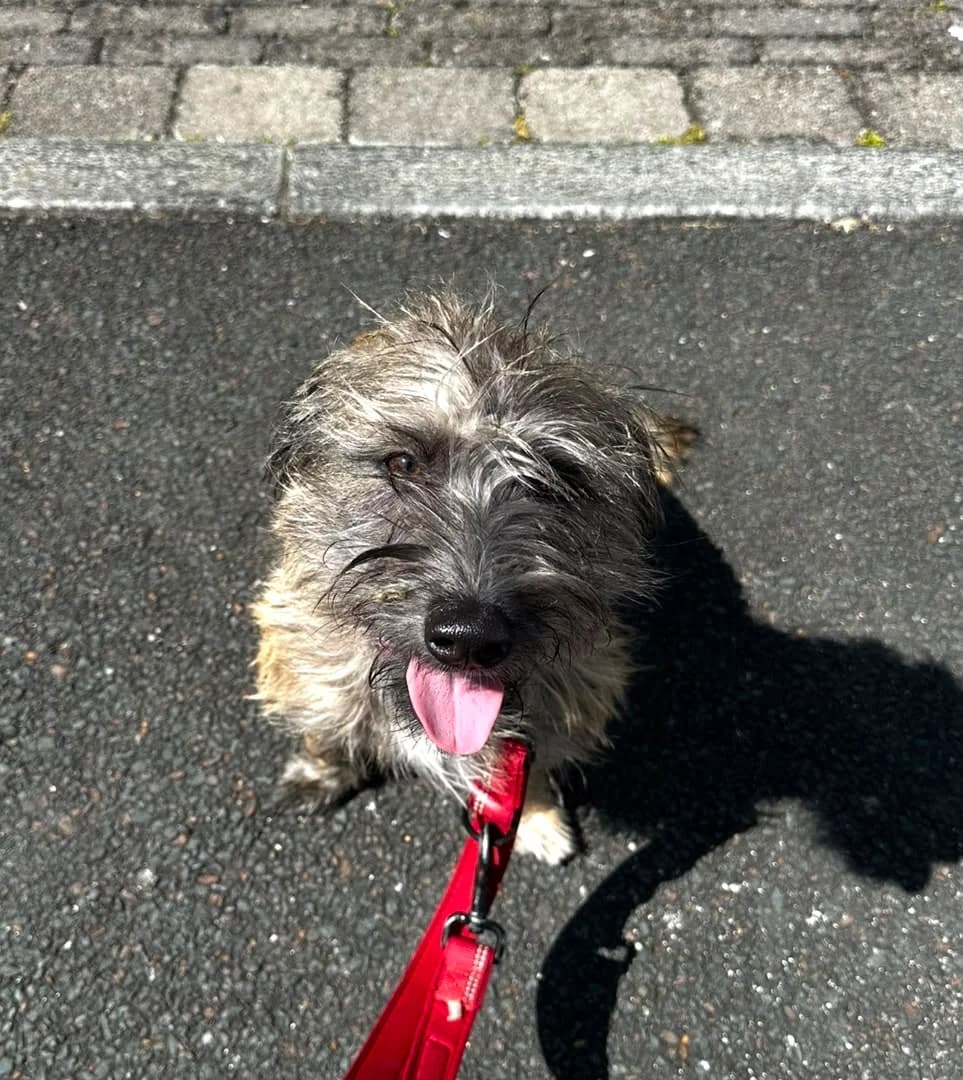 Frankie, female puppy Mixed Breed for adoption at Mid Antrim Animal Sanctuary, Belfast