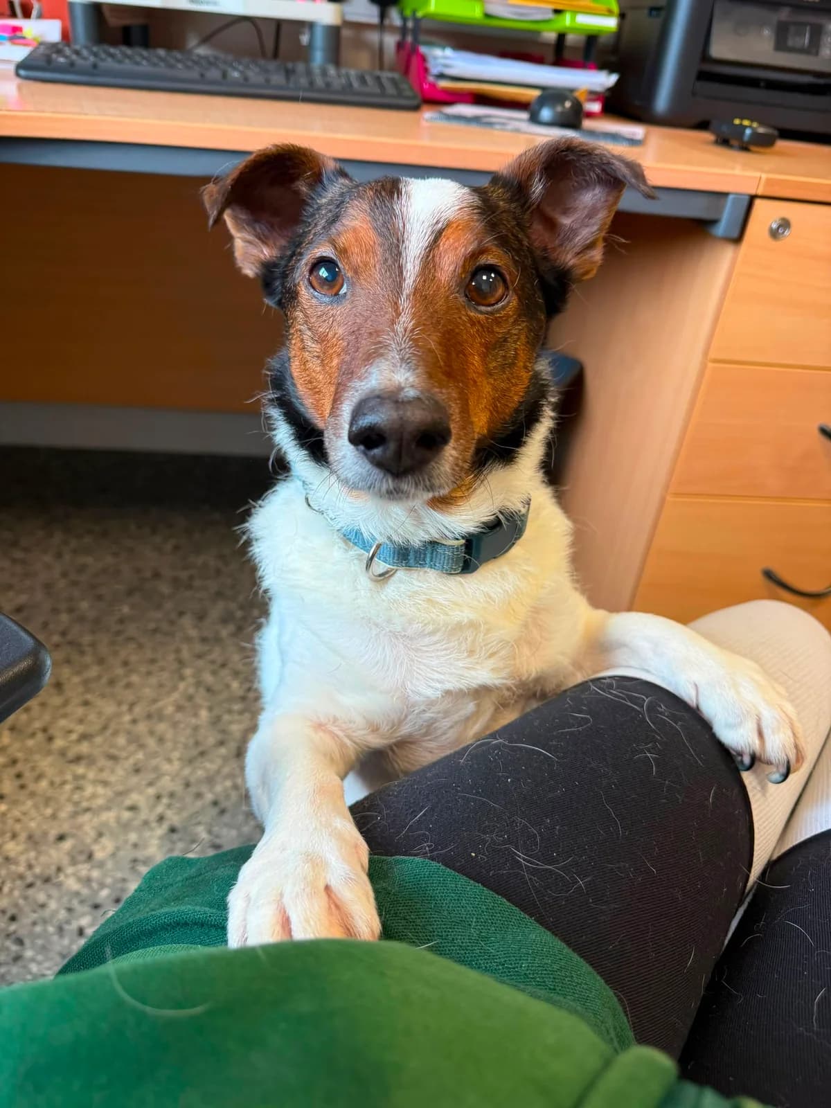 Percy, male senior mixed breed for adoption at Mid Antrim Animal Sanctuary, Belfast