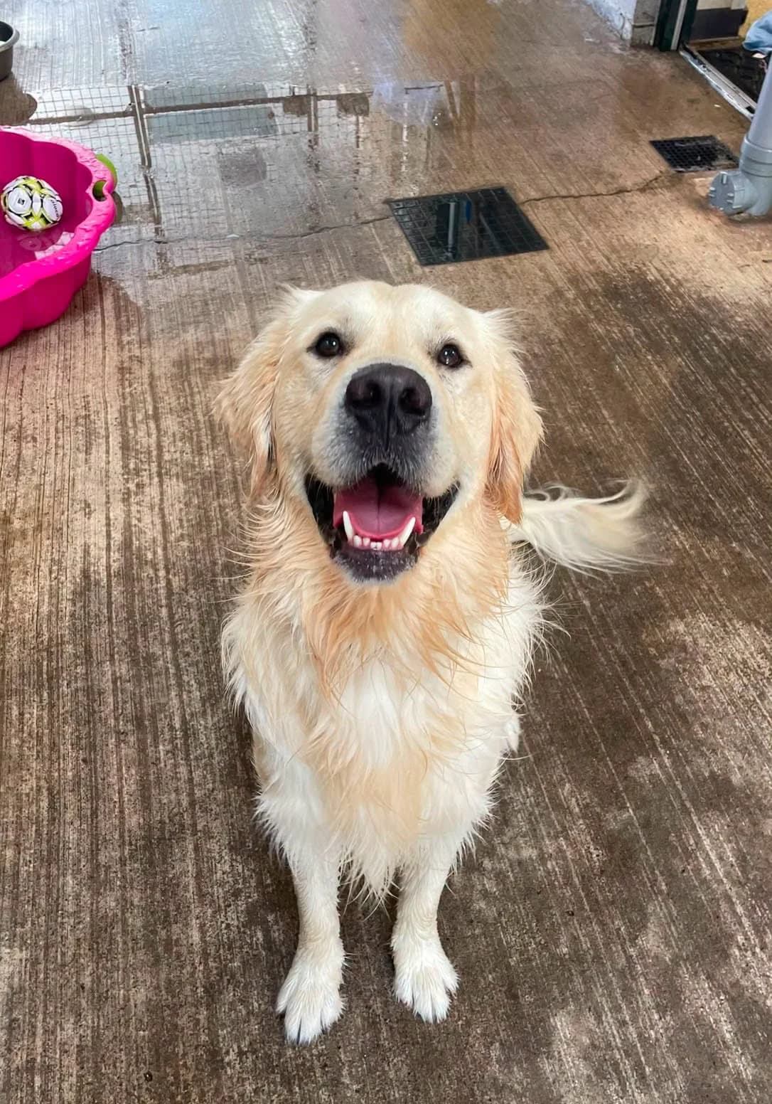 Major, female Mixed Breed for adoption at Mid Antrim Animal Sanctuary, Belfast