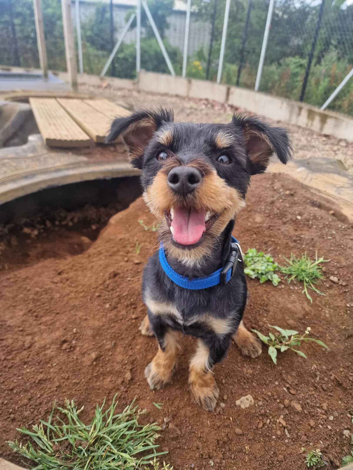 Mikko, male puppy Mixed Breed for adoption at Mid Antrim Animal Sanctuary, Belfast