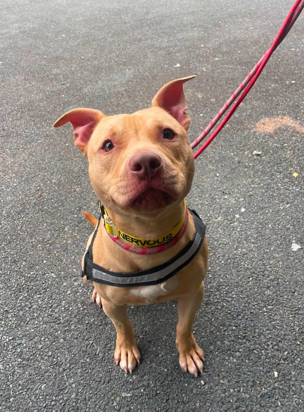 Mac, female Mixed Breed for adoption at Mid Antrim Animal Sanctuary, Belfast