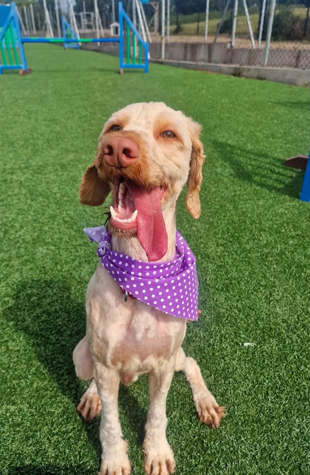 Hero, male young Mixed Breed for adoption at Mid Antrim Animal Sanctuary, Belfast