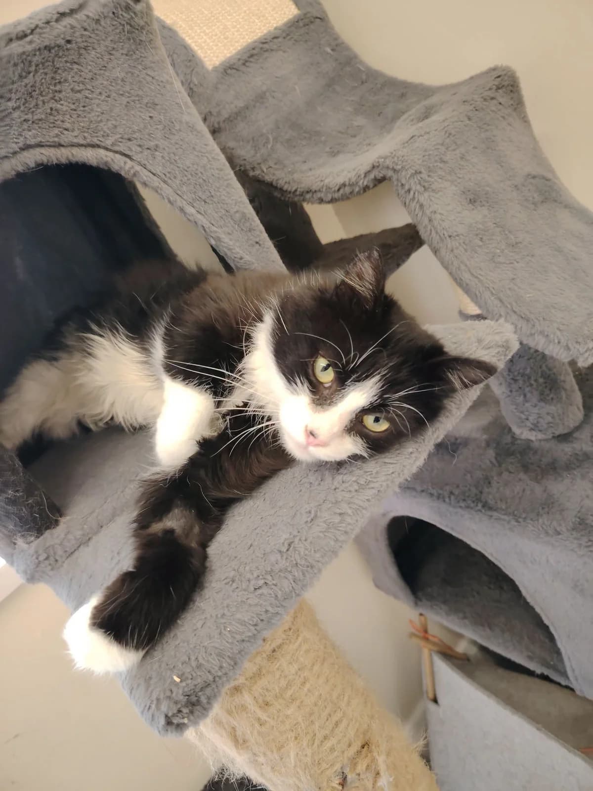 Odysseus, 4yo Mixed Breed for adoption at Mid Antrim Animal Sanctuary, Belfast