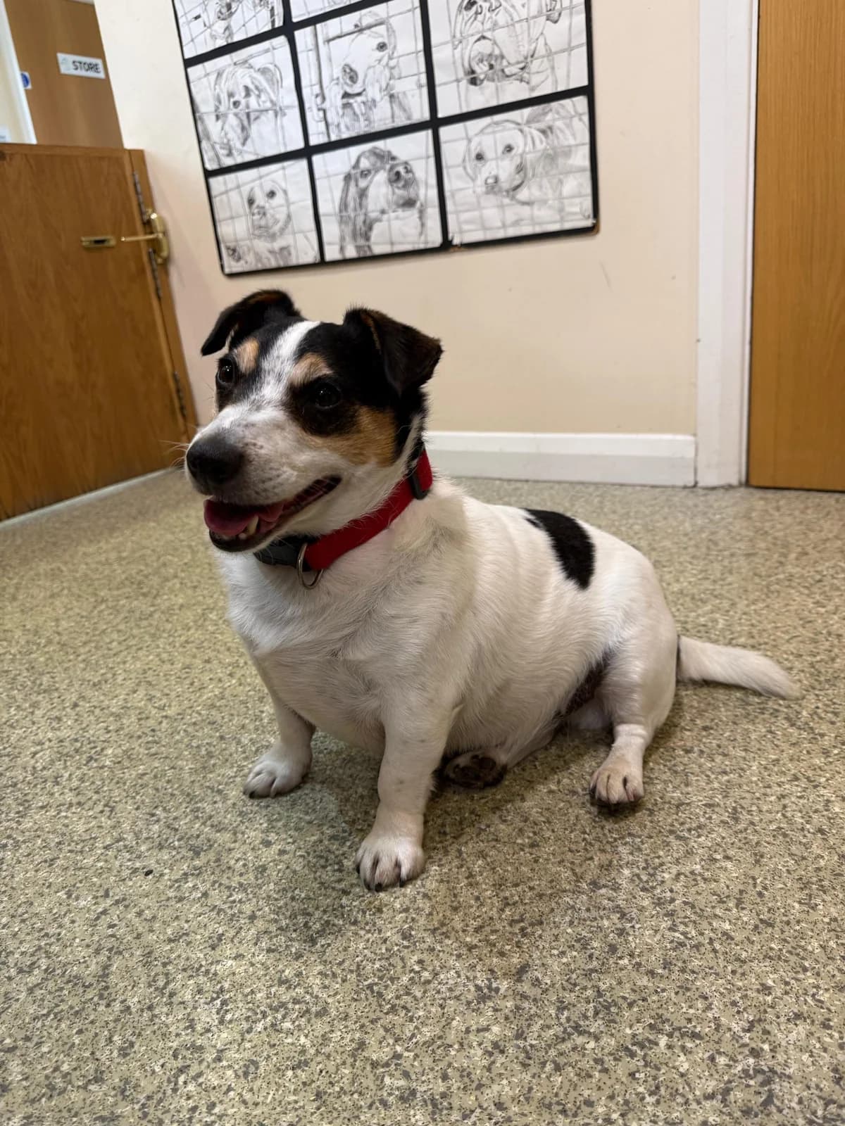Fido, male 6yo mixed breed for adoption at Mid Antrim Animal Sanctuary, Belfast
