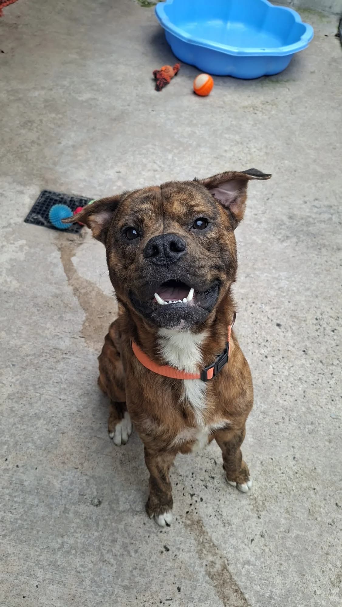 Taxi, male Mixed Breed for adoption at Mid Antrim Animal Sanctuary, Belfast