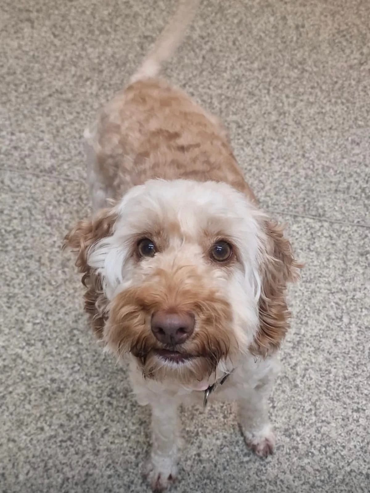 Honey, female 4yo Mixed Breed for adoption at Mid Antrim Animal Sanctuary, Belfast