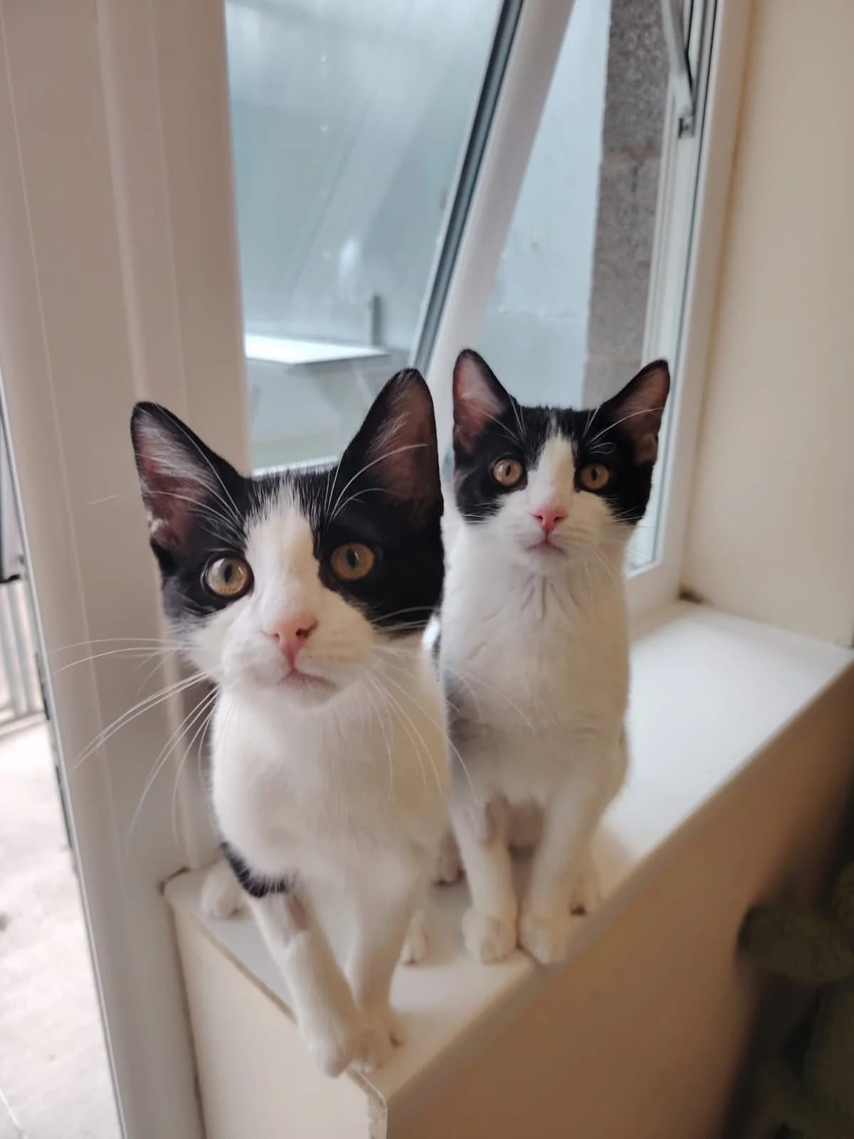 Flo &, female puppy Mixed Breed Cat for adoption at Mid Antrim Animal Sanctuary, Belfast