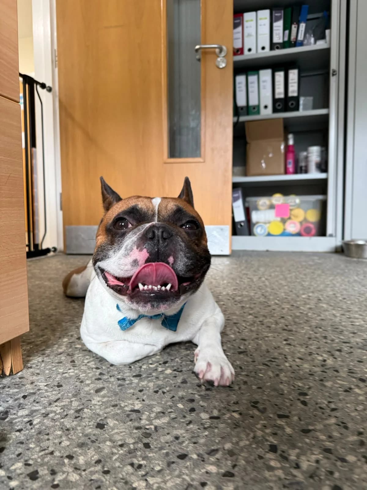 Benny, male 3yo Mixed Breed for adoption at Mid Antrim Animal Sanctuary, Belfast