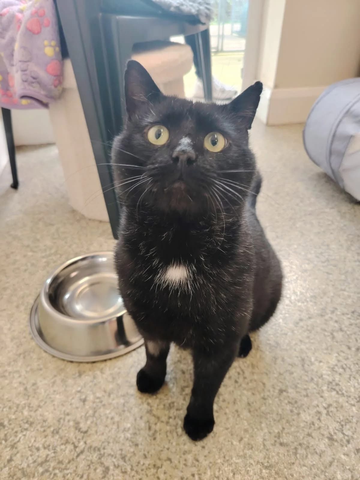 Chubby Mittens, 5yo Mixed Breed for adoption at Mid Antrim Animal Sanctuary, Belfast