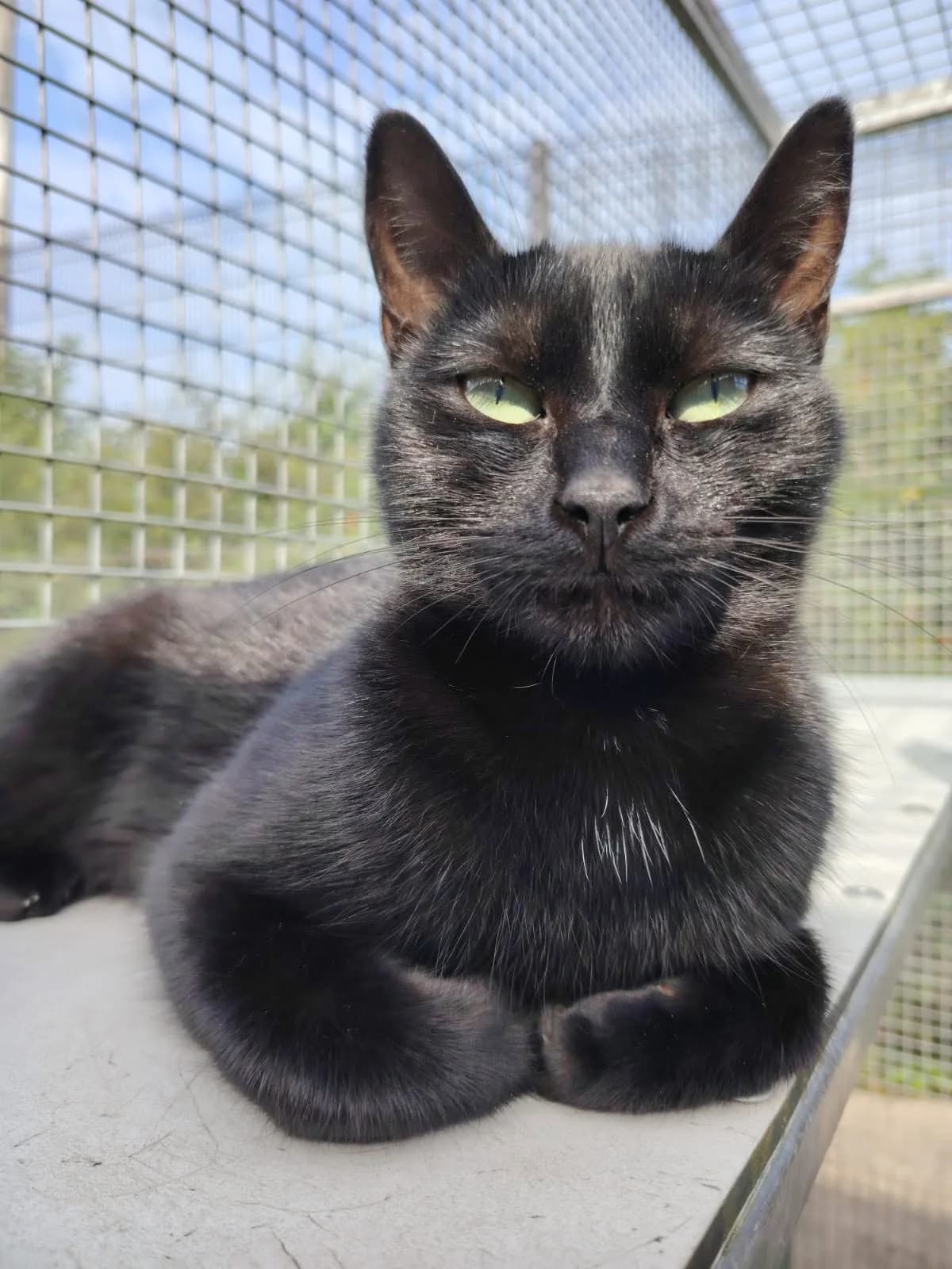 Ebony, young Mixed Breed for adoption at Mid Antrim Animal Sanctuary, Belfast
