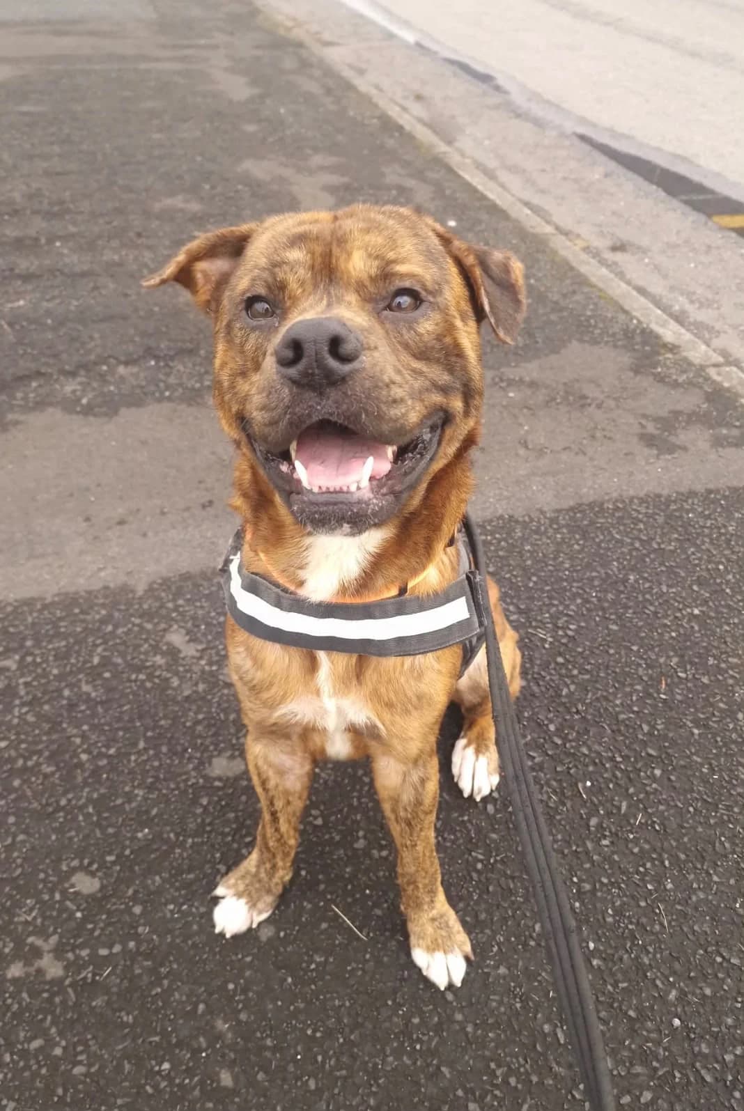 Taxi, male Mixed Breed for adoption at Mid Antrim Animal Sanctuary, Belfast