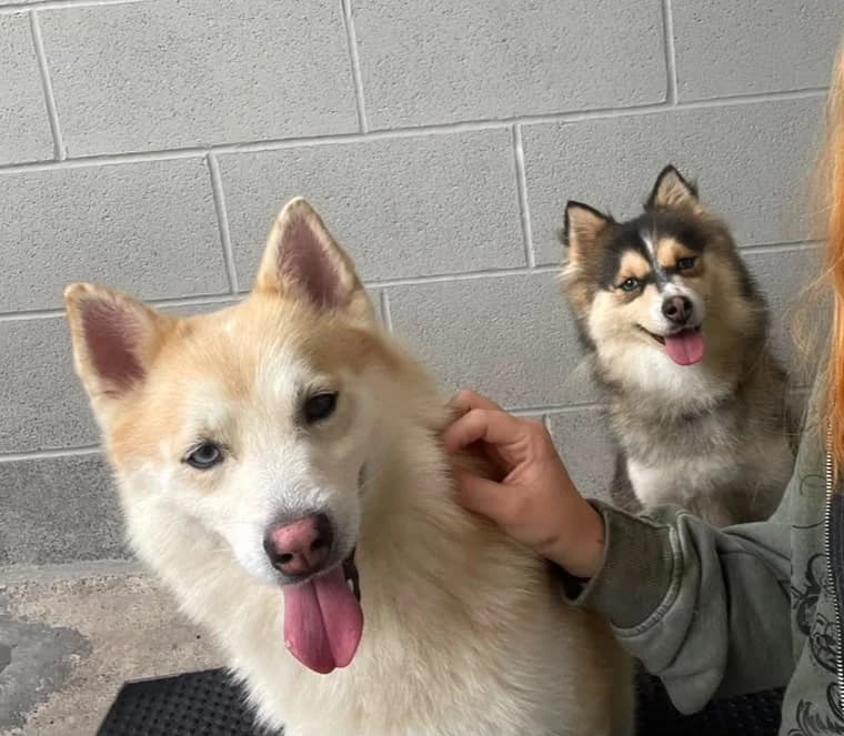Covie and Nala, male 5yo Mixed Breed for adoption at Mid Antrim Animal Sanctuary, Belfast