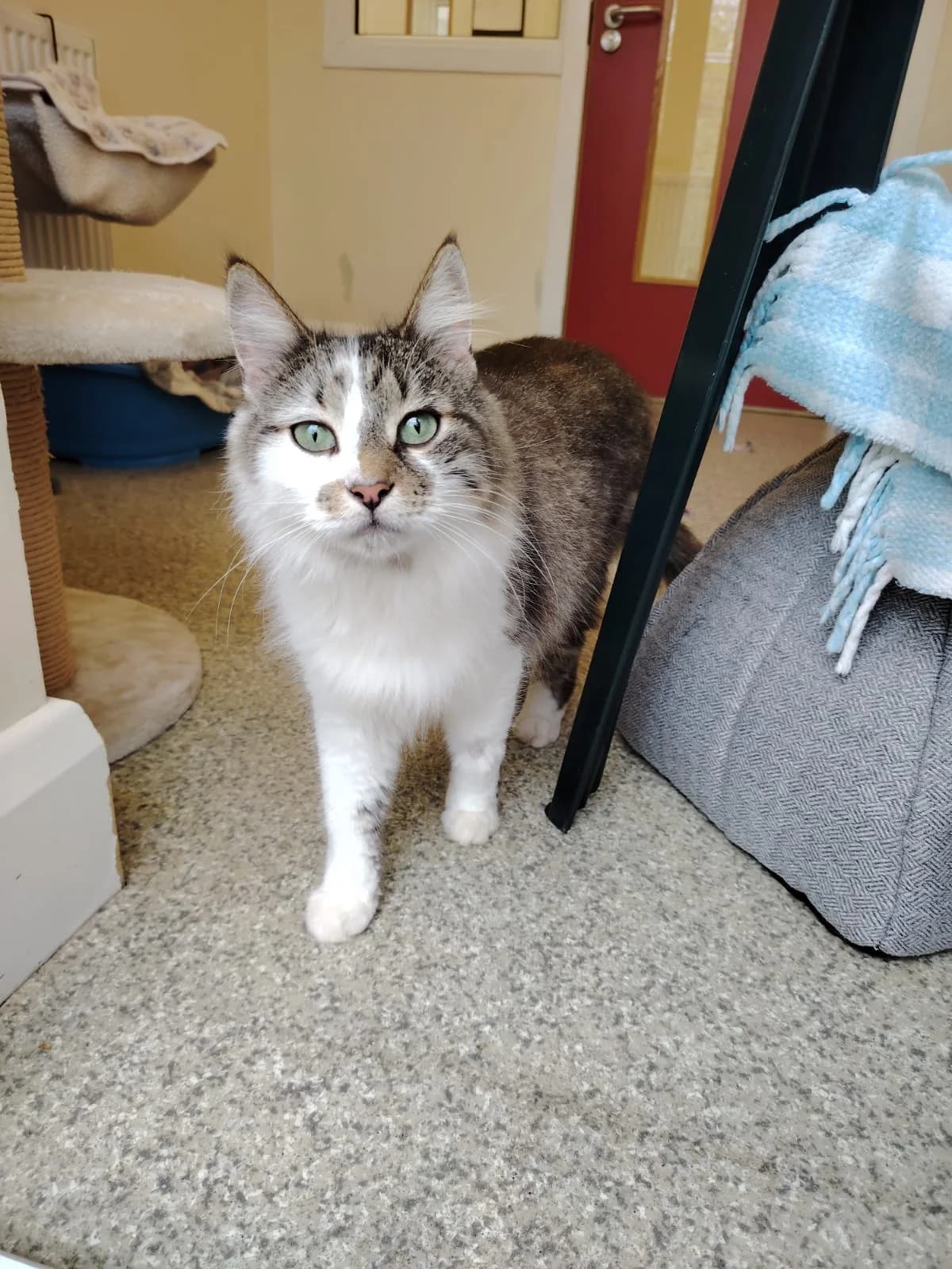 Skittles, male 3yo Mixed Breed for adoption at Mid Antrim Animal Sanctuary, Belfast