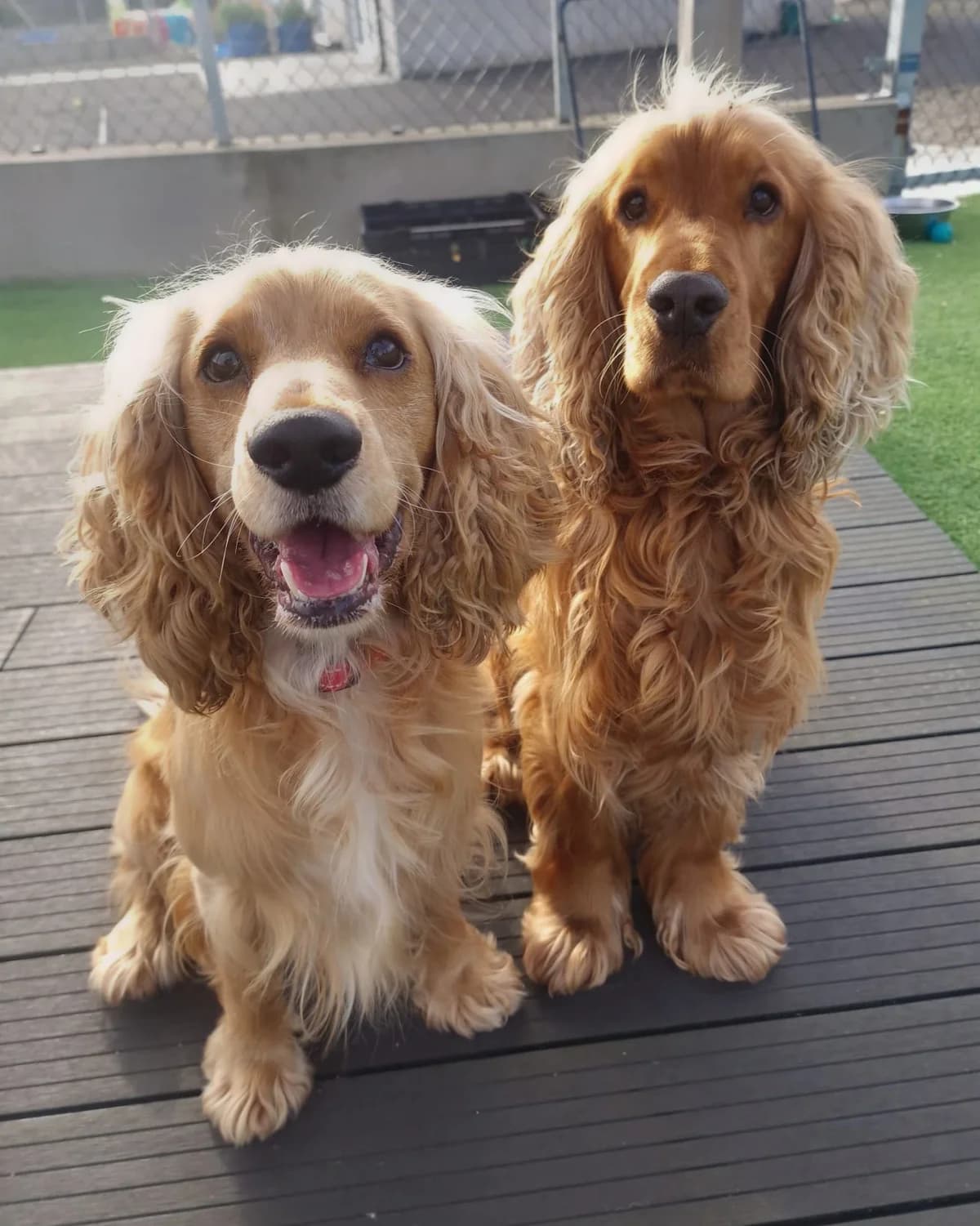 Harvey and Riley, male 5yo Mixed Breed for adoption at Mid Antrim Animal Sanctuary, Belfast