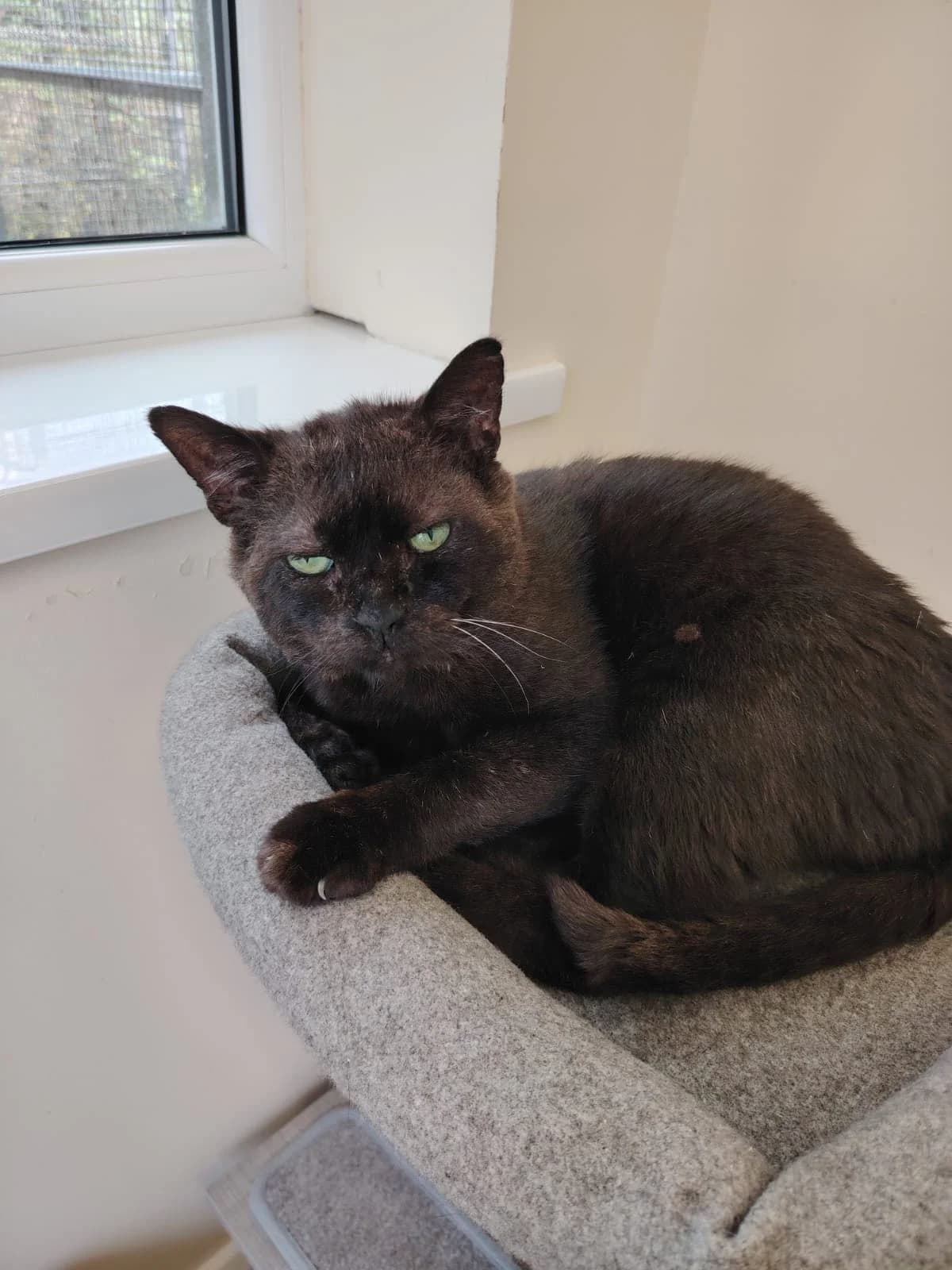 Gregory, male senior Mixed Breed Cat for adoption at Mid Antrim Animal Sanctuary, Belfast