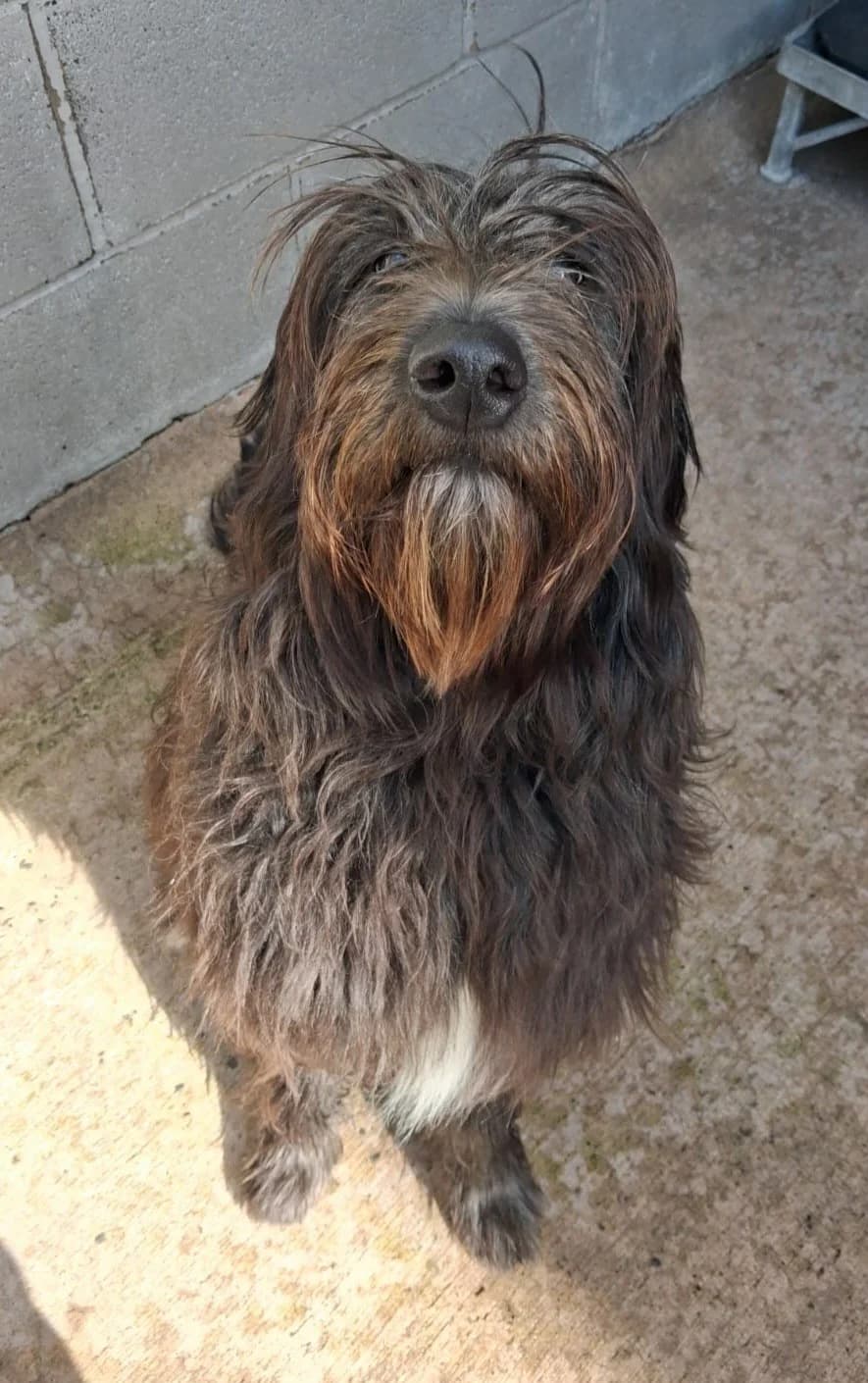 Darla, female puppy Mixed Breed for adoption at Mid Antrim Animal Sanctuary, Belfast