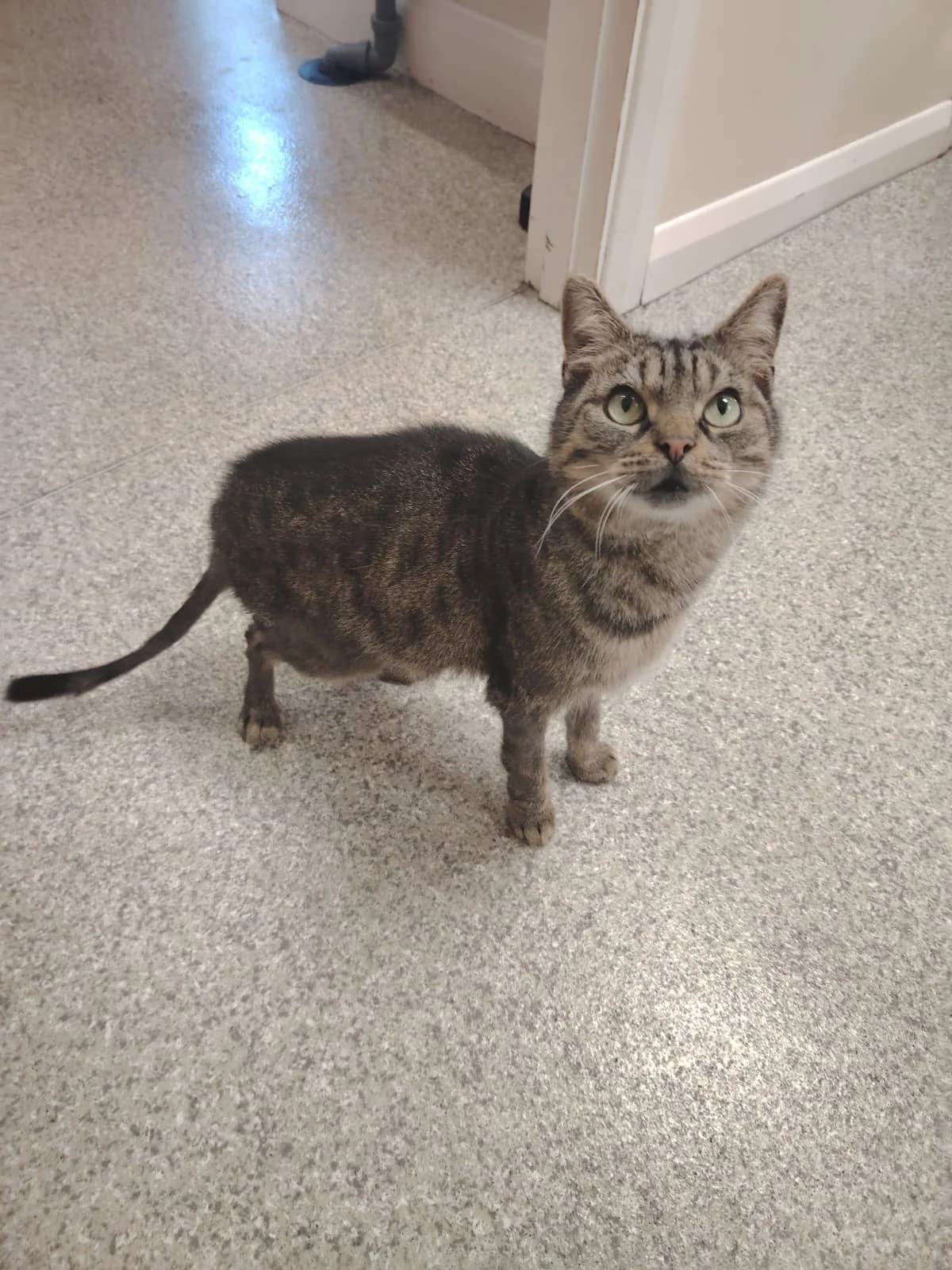 Rocky, male 7yo Mixed Breed Cat for adoption at Mid Antrim Animal Sanctuary, Belfast