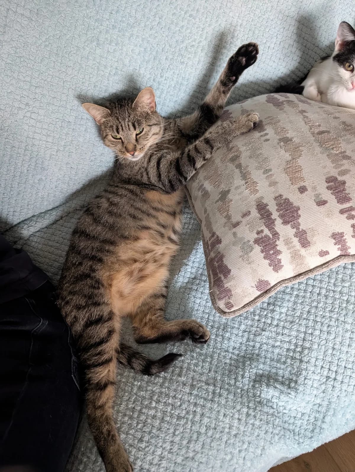 Forest, female young Mixed Breed Cat for adoption at Mid Antrim Animal Sanctuary, Belfast