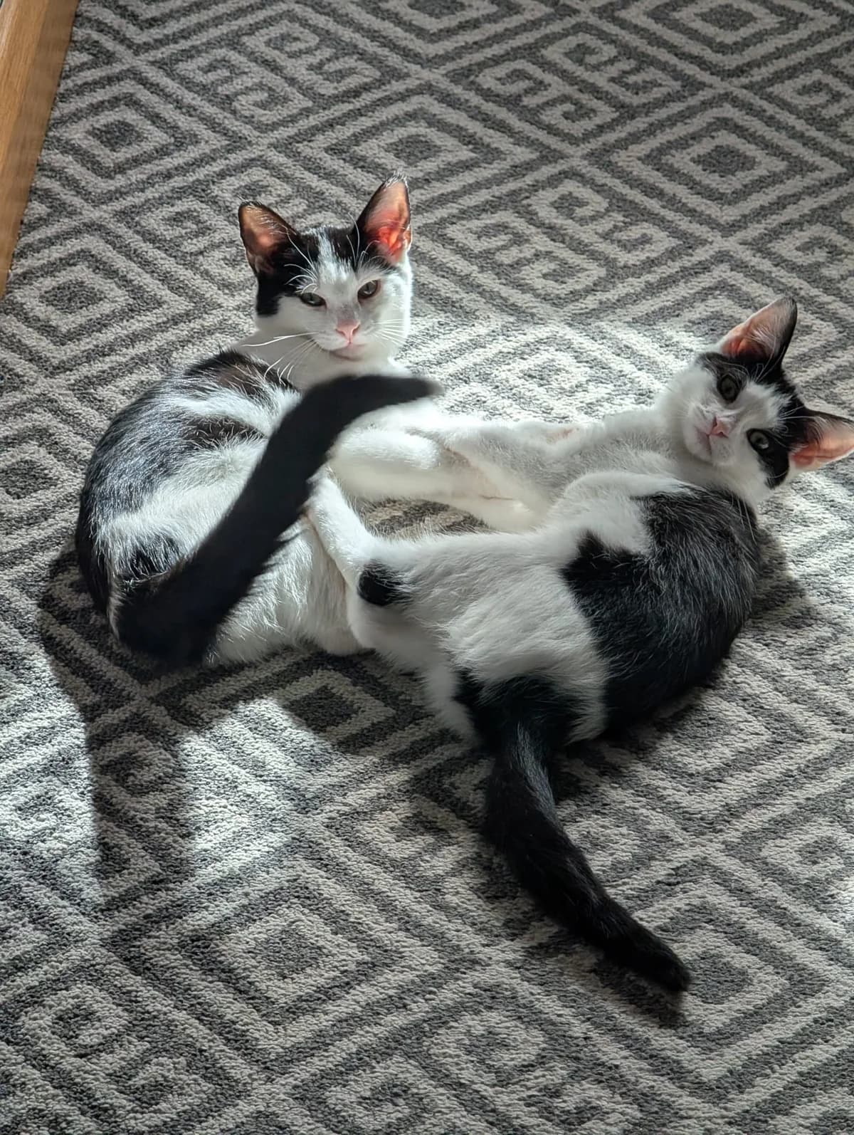 Daisy and Rose, female puppy Mixed Breed Cat for adoption at Mid Antrim Animal Sanctuary, Belfast